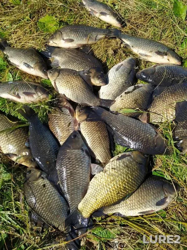 Crucian carp — Dolgonkoye, Aug 24, 2022