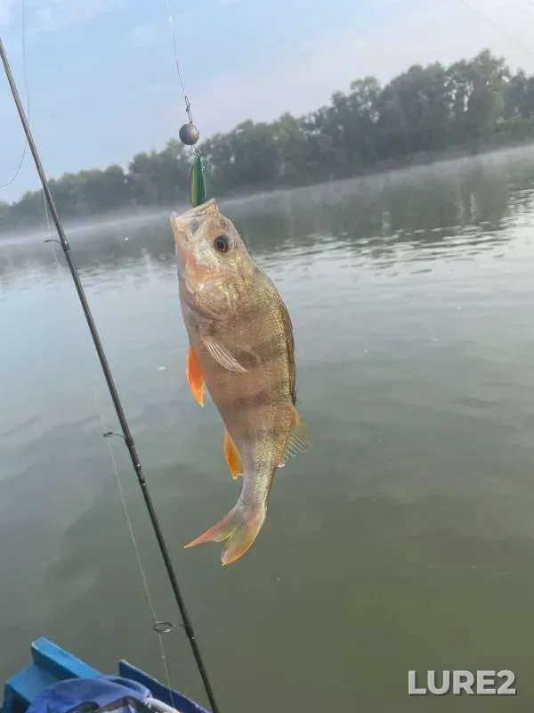 Perch, Pike — Ob, Aug 10, 2022
