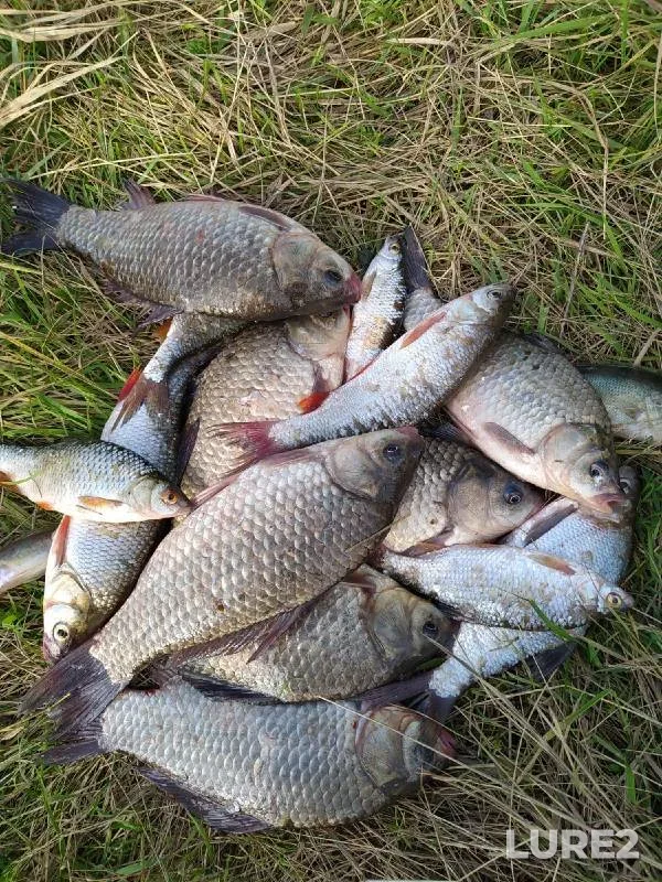 Bream, Crucian carp — protoka Soplyakova, Aug 28, 2022