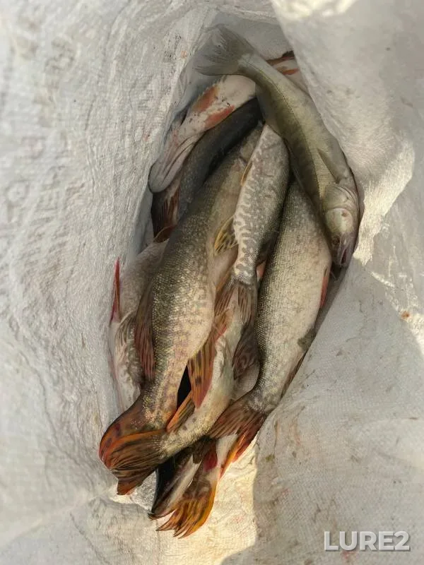 Pike, Zander — Ob, Aug 31, 2022