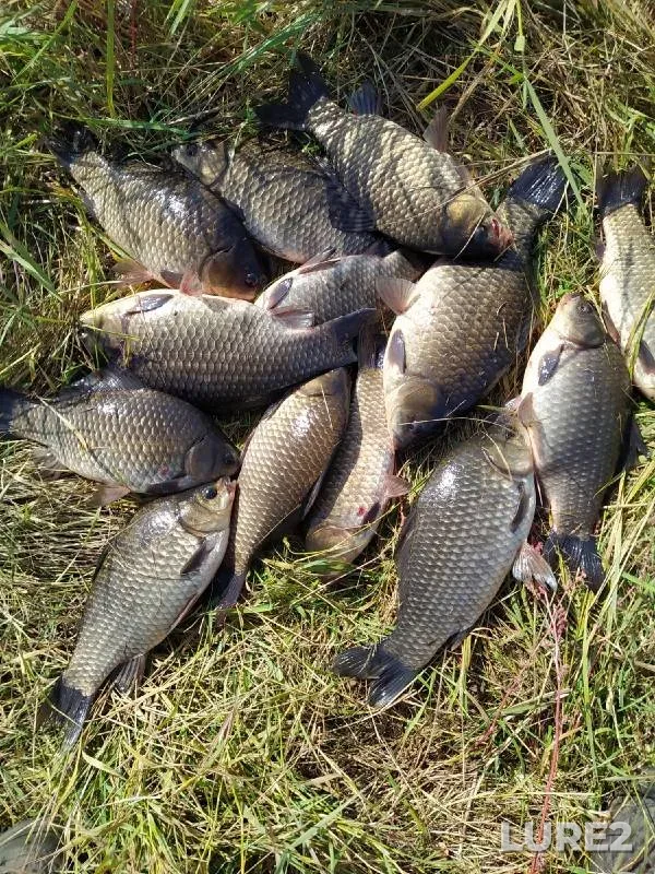 Crucian carp — Dolgonkoye, Sep 10, 2022