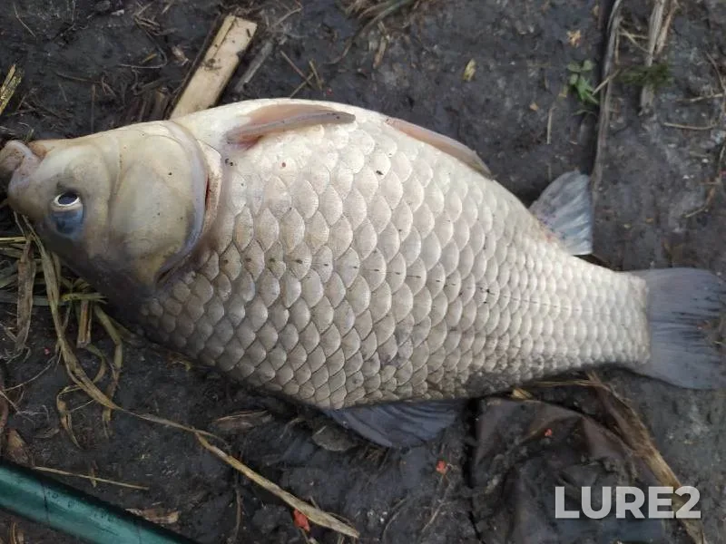 Crucian carp — Bogatenkoye, Oct 05, 2022