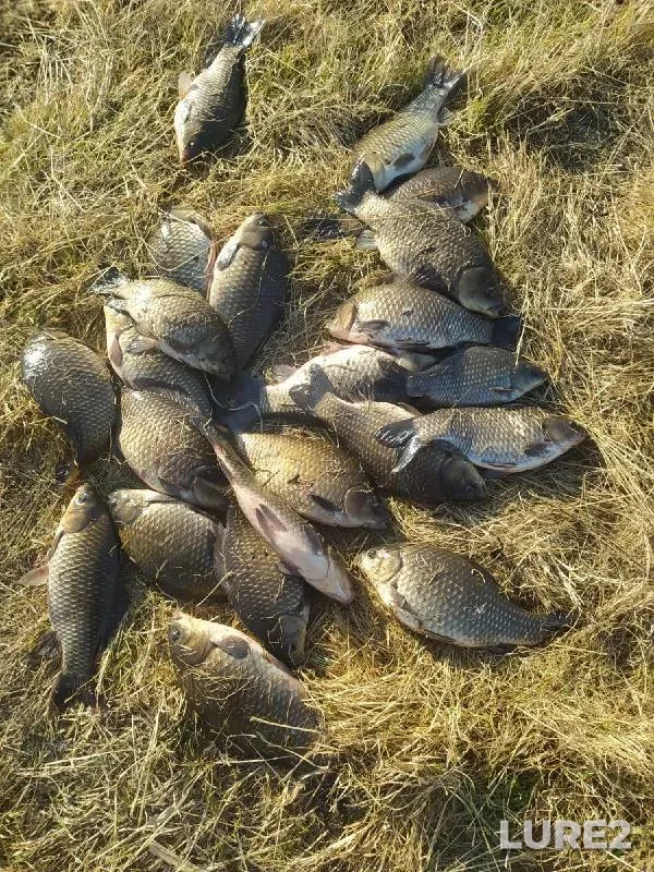 Crucian carp — Dolgonkoye, Oct 15, 2022