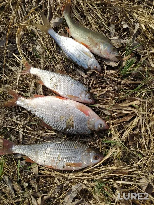 Perch, Roach — protoka Soplyakova, Apr 28, 2023