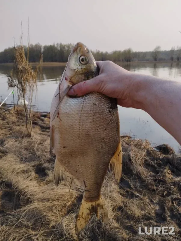 Bream — protoka Drokinskaya, May 08, 2023
