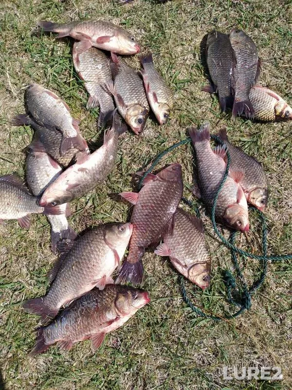 Crucian carp — Obskoye, May 22, 2023