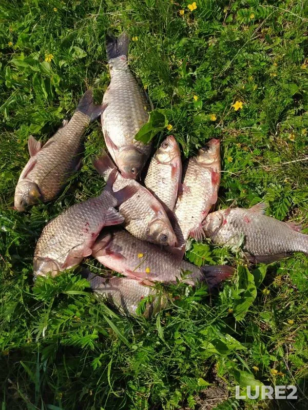 Crucian carp — Obskoye, Jun 13, 2023