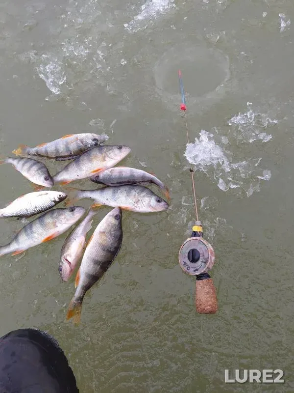Perch, Roach — Kamenskaya Suyeva, Nov 24, 2023