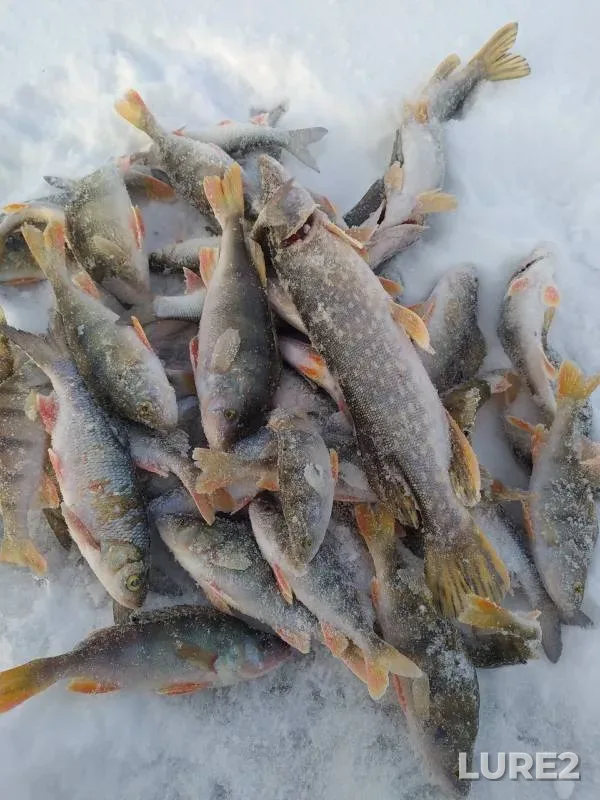 Perch, Pike — Ustye Stepnoy, Dec 25, 2023