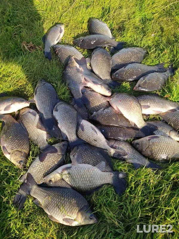 Crucian carp — Dolgonkoye, Oct 06, 2023