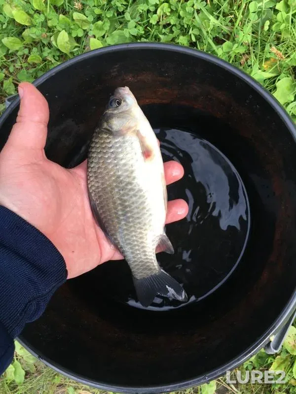 Crucian carp — Ob, Sep 16, 2023
