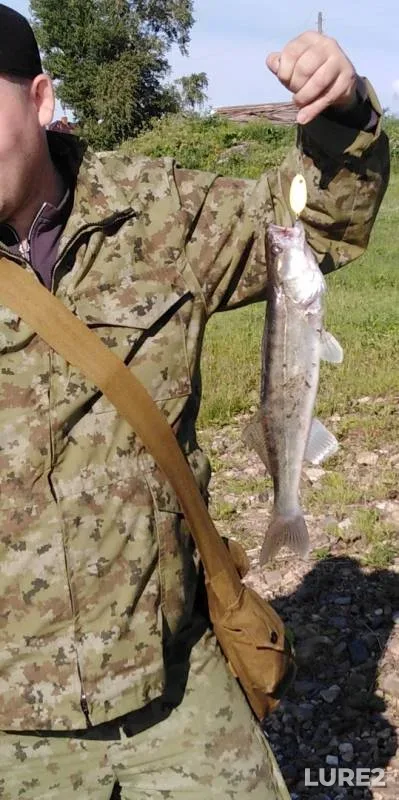 Zander — Chusovaya, Jul 09, 2019