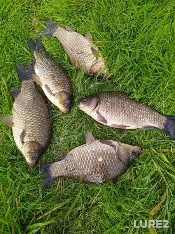 Crucian carp — Dolgonkoye, Sep 18, 2023