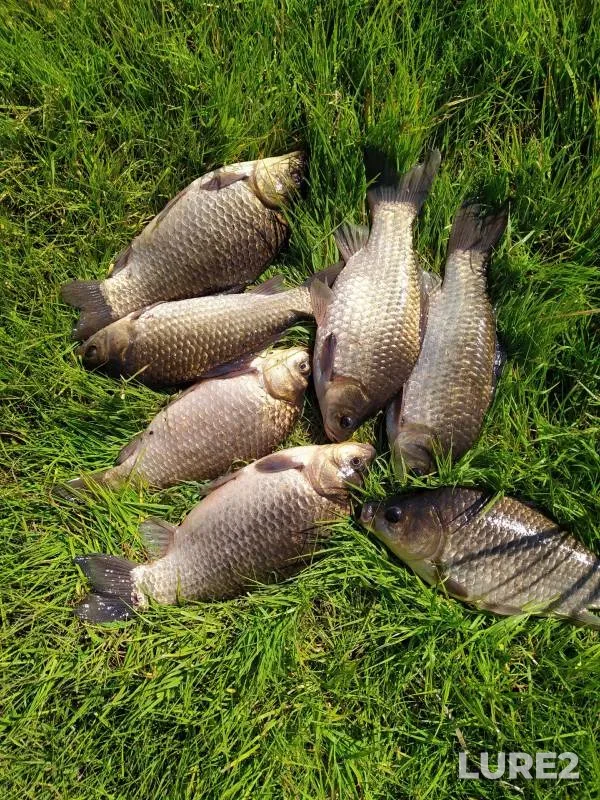 Crucian carp — Dolgonkoye, Aug 30, 2023