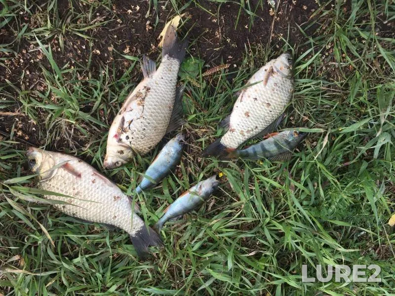 Crucian carp, Perch — Altayskiy kray, Aug 16, 2023