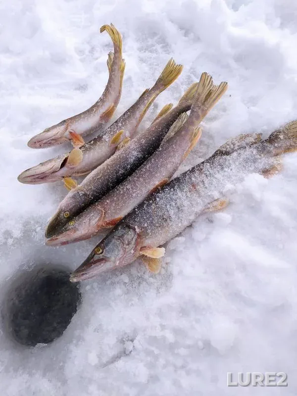 Pike — Ustye Stepnoy, Dec 27, 2023
