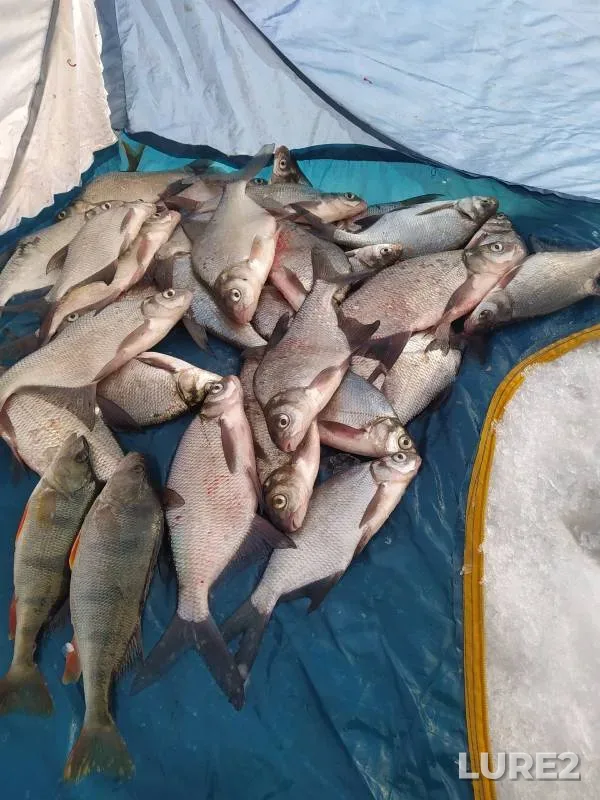 Bream, Perch — protoka Khvoshchevaya, Feb 27, 2024