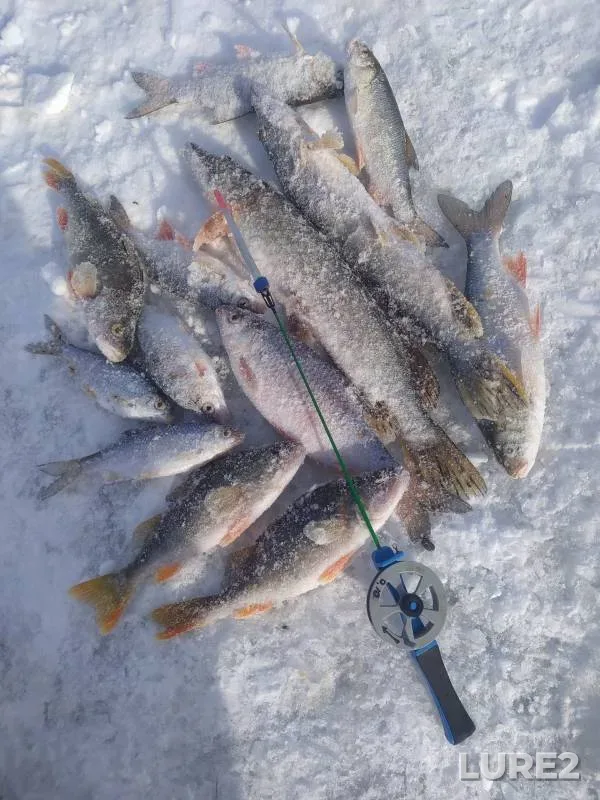 Perch, Pike — Ustye Stepnoy, Mar 03, 2024
