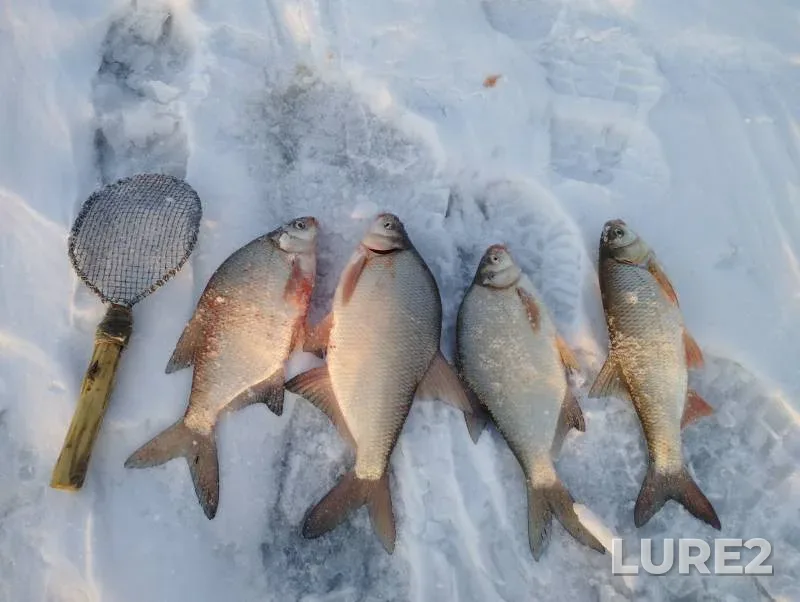 Bream, Ide — Ob, Mar 19, 2024