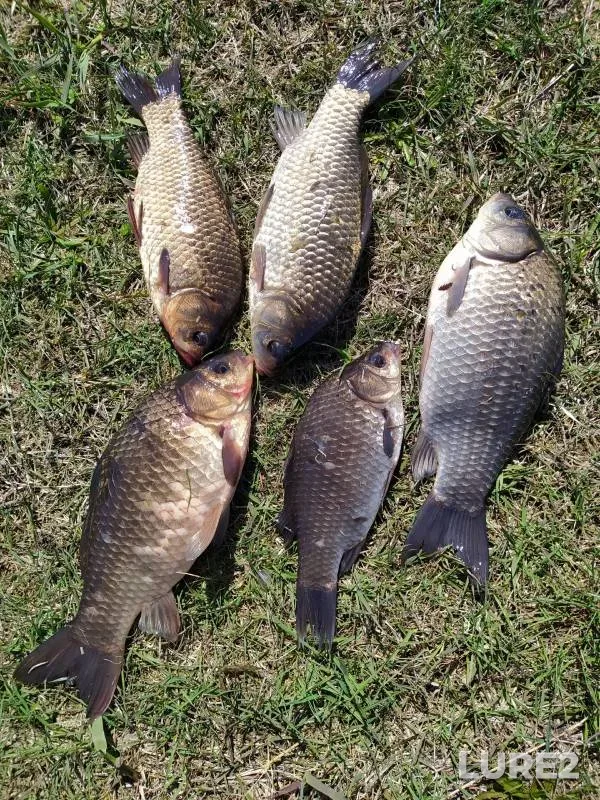 Crucian carp — Obskoye, May 09, 2024