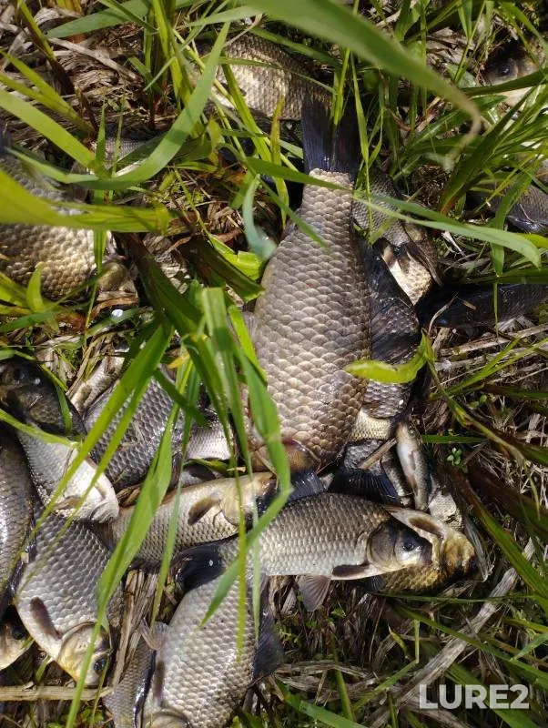 Crucian carp — Altayskiy kray, May 19, 2024