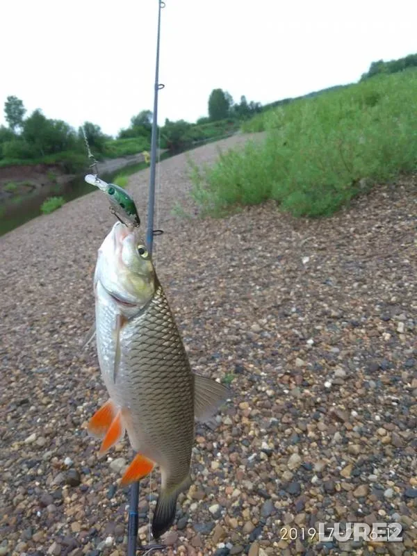 Chub — Boyarka, Jul 02, 2019