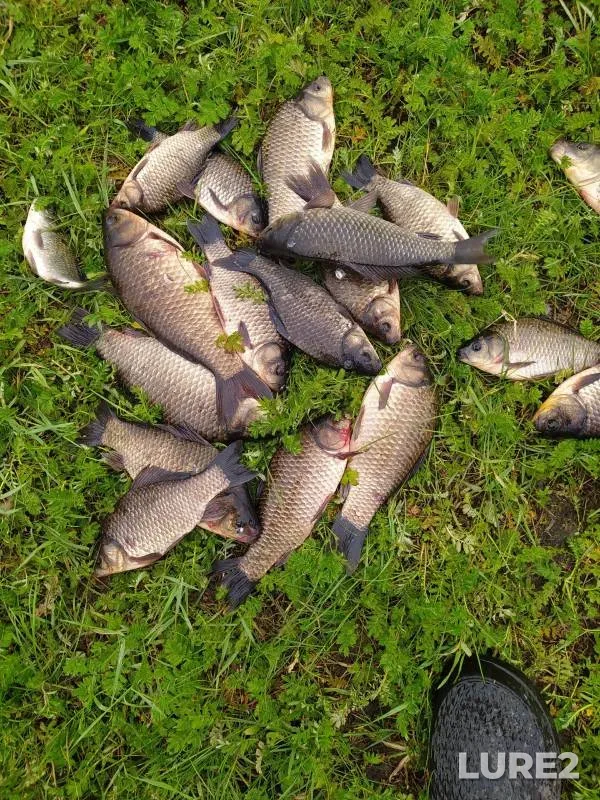 Crucian carp — Obskoye, Jun 20, 2024