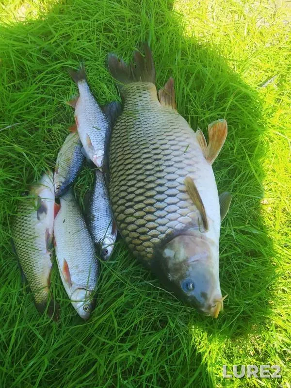Carp, Roach — Ob, Aug 13, 2024
