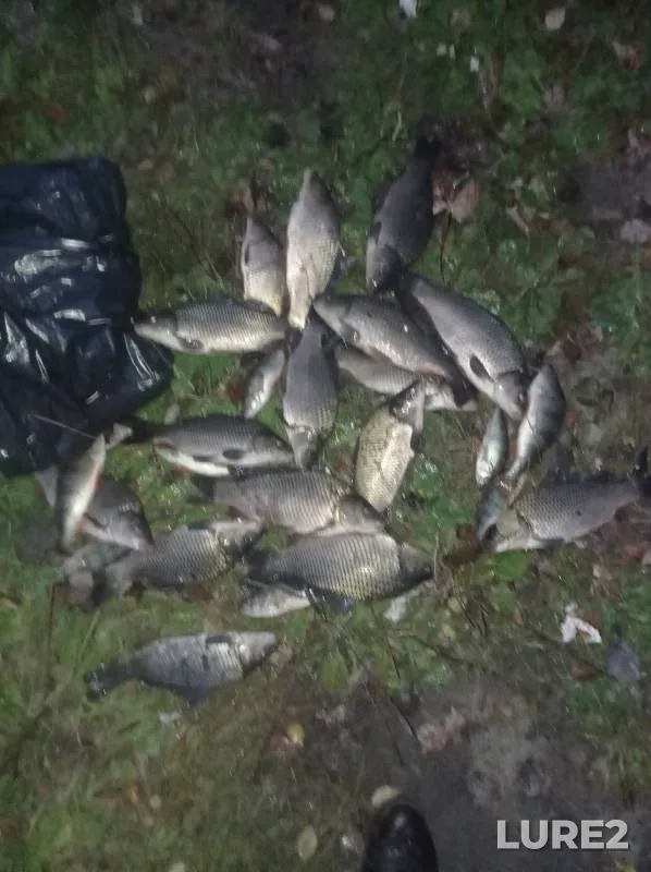 Carp, Crucian carp — otvodnoy kanal protoki Talaya, Sep 28, 2024