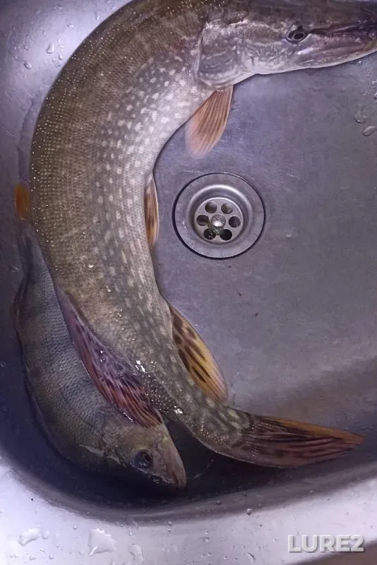Perch, Pike — Lyapikha, Oct 16, 2024