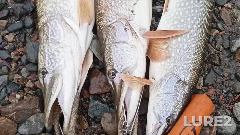 Pike — Lyapikha, Oct 17, 2024