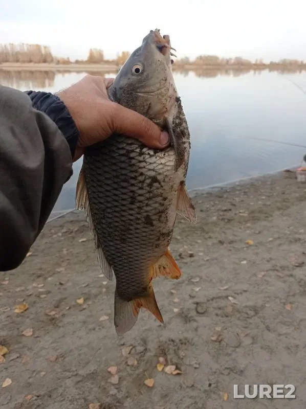 Carp, Pike — otvodnoy kanal protoki Talaya, Oct 06, 2024