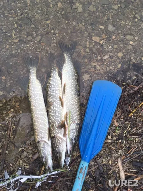 Pike — Shalashnya, Jul 02, 2019