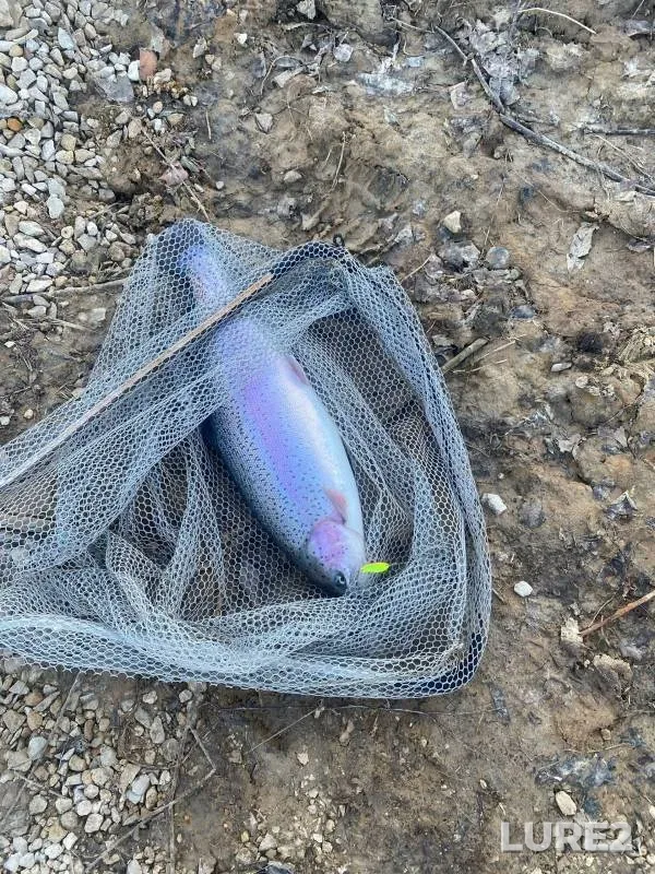 Rainbow trout — Kaluzhskaya oblast, Apr 05, 2024