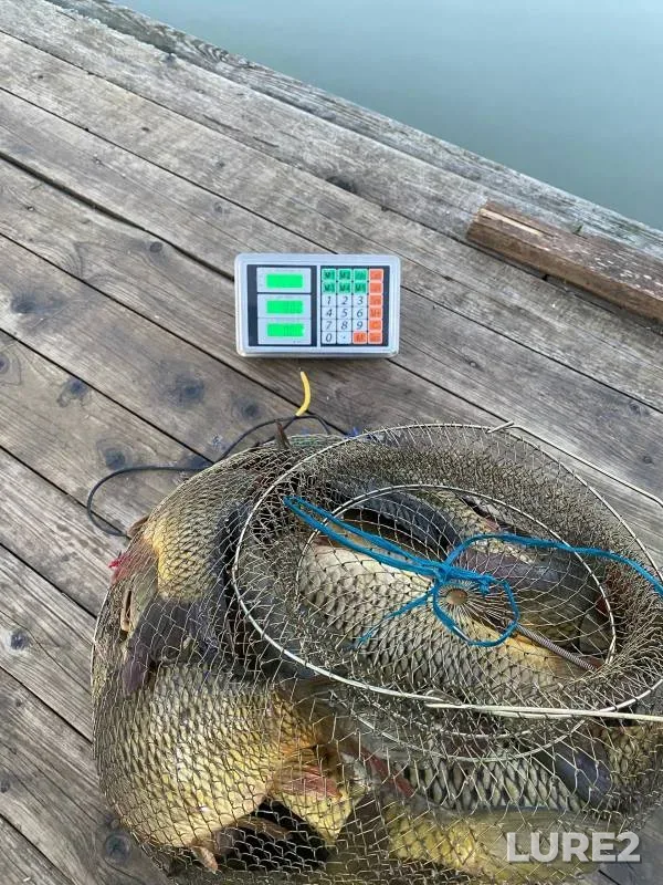 Carp — Kaluzhskaya oblast, Apr 28, 2024