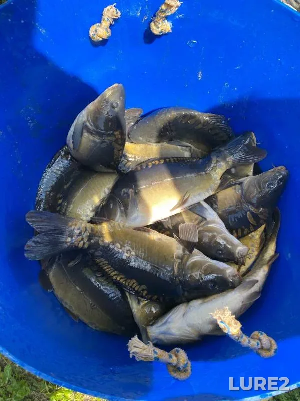 Carp — Kaluzhskaya oblast, May 21, 2024
