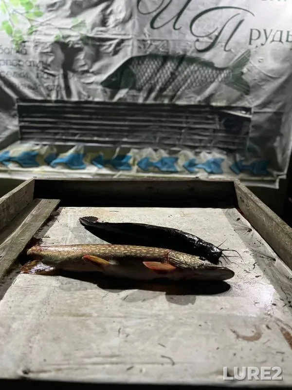 Wels catfish, Pike — Kaluzhskaya oblast, Oct 05, 2024