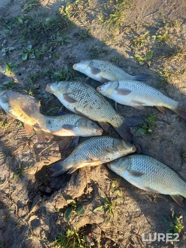 Carp — Luzha, May 12, 2021