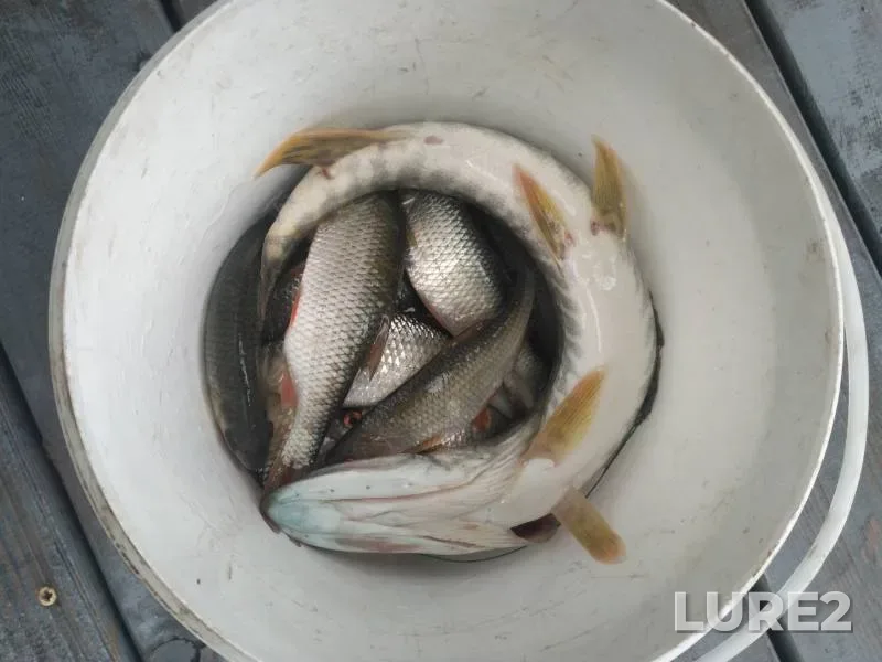 Pike, Roach — Anzhuray, Jul 03, 2024