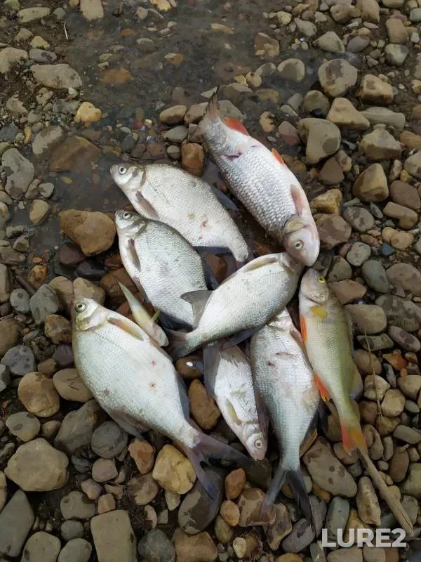 Bream, Chub — Chusovaya, Jun 23, 2019