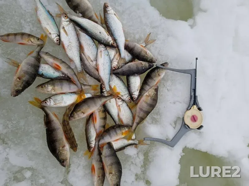 Perch, Roach — Kunova, Feb 25, 2024
