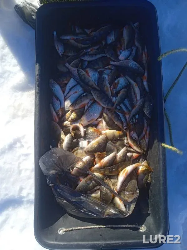 Perch, Roach — Yantykovo, Mar 19, 2024