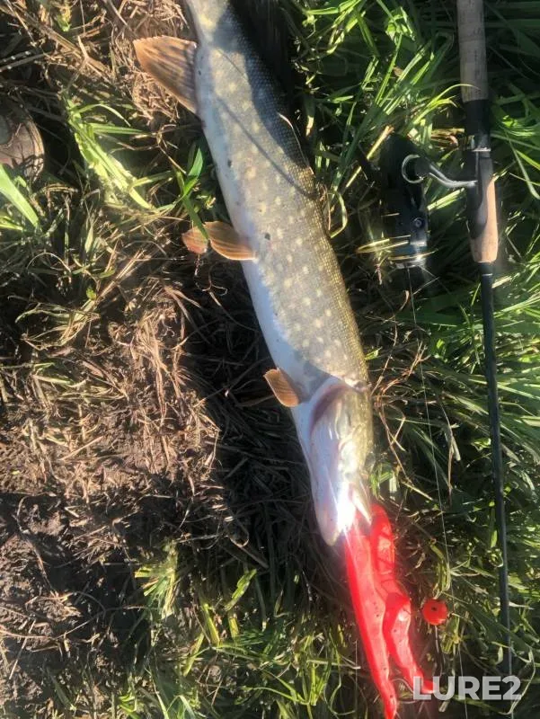 Pike — Kaluzhskaya oblast, Yukhnovskiy rayon, May 19, 2024
