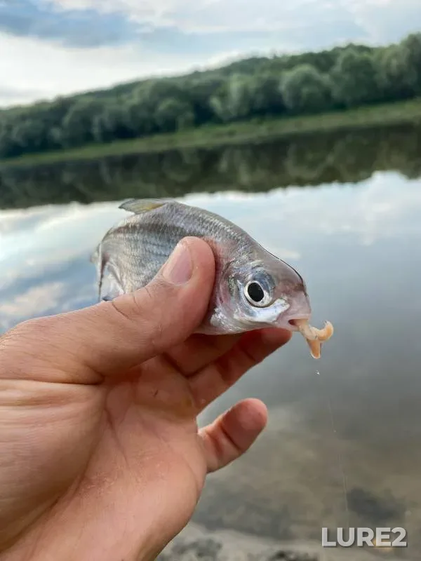 Bream — Oka, Jul 13, 2024
