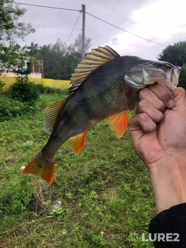 Perch — Uzherd, Aug 19, 2024