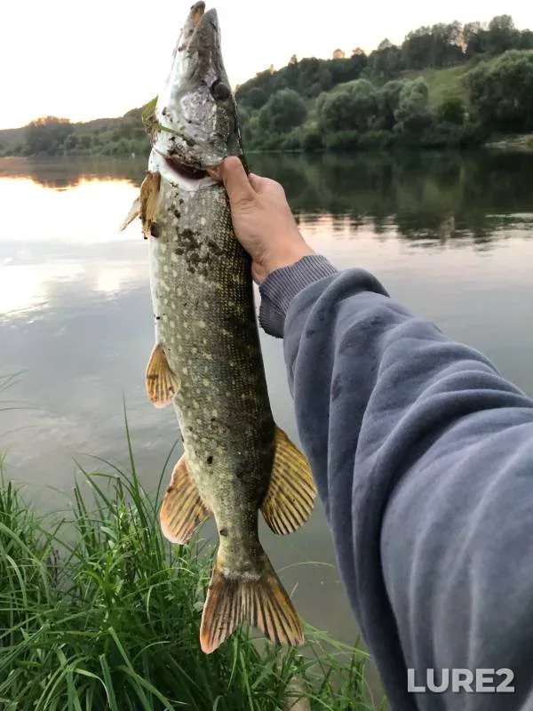 Pike — Oka, Aug 21, 2024
