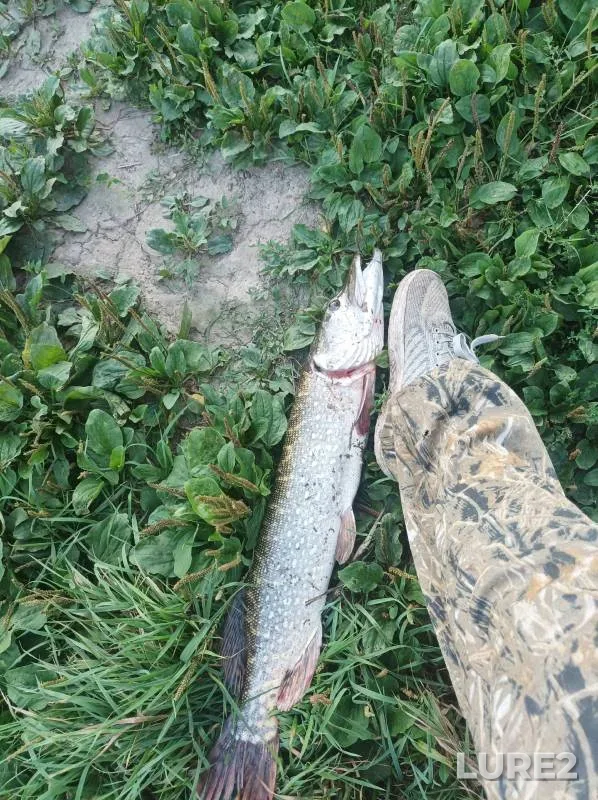 Pike — Oka, Aug 25, 2024