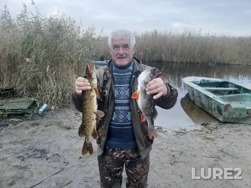 Perch, Pike — Kaliningradskaya oblast, Oct 30, 2022