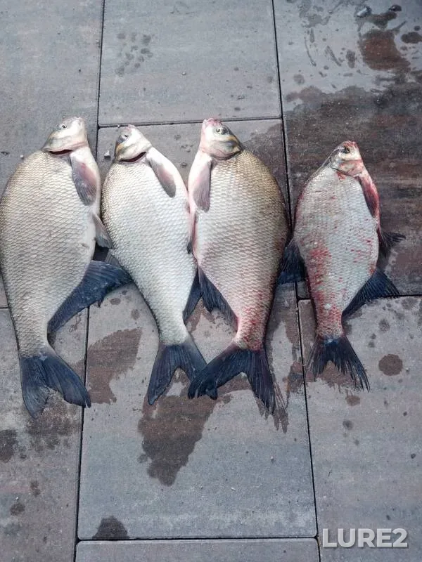 Bream — Pregolya, Oct 23, 2024