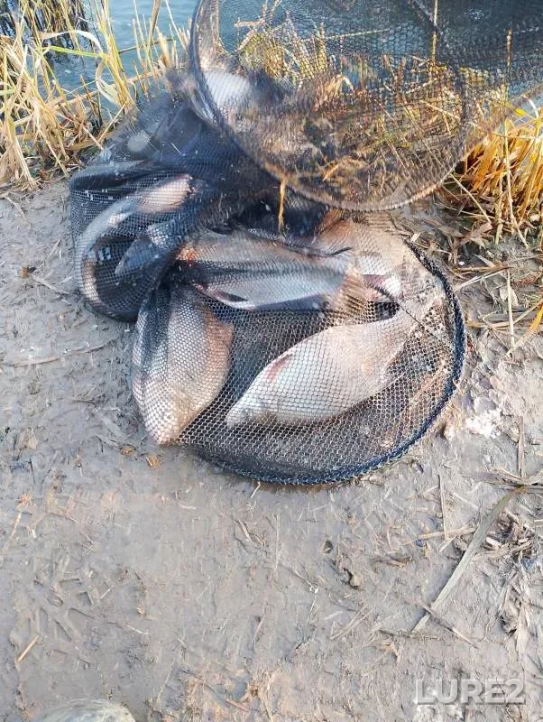 Bream — Karpovoye, Oct 26, 2024